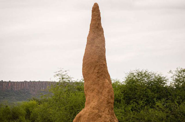 Humke termita mogu biti visoke i do 8m