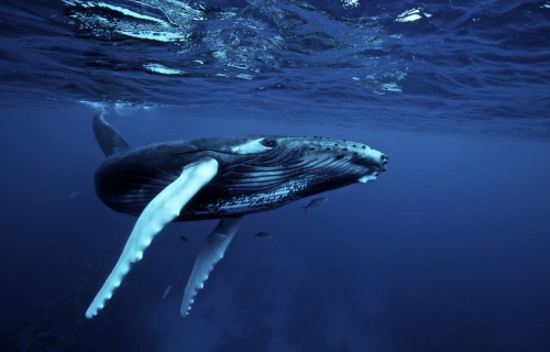 Priručnik biomimikrije: Šta kitovi mogu da nas nauče o lopaticama i filterima?