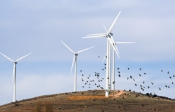Mogu li crne vetroturbine sprečiti pogibju ptica?