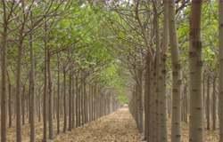 Određivanje kvaliteta drveta nedestruktivnim metodama