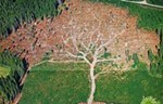 EU izglasala zakon za zabranu trgovine drvetom iz nelegalno posečenih šuma