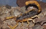 Površine otporne na habanje inspirisane škorpijama