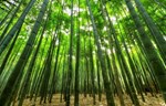 Providno staklo od bambusa sa vatrootpornim svojstvima