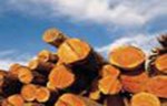 Sintetičko drvo EoTek - najava novog proizvoda na tržištu SAD